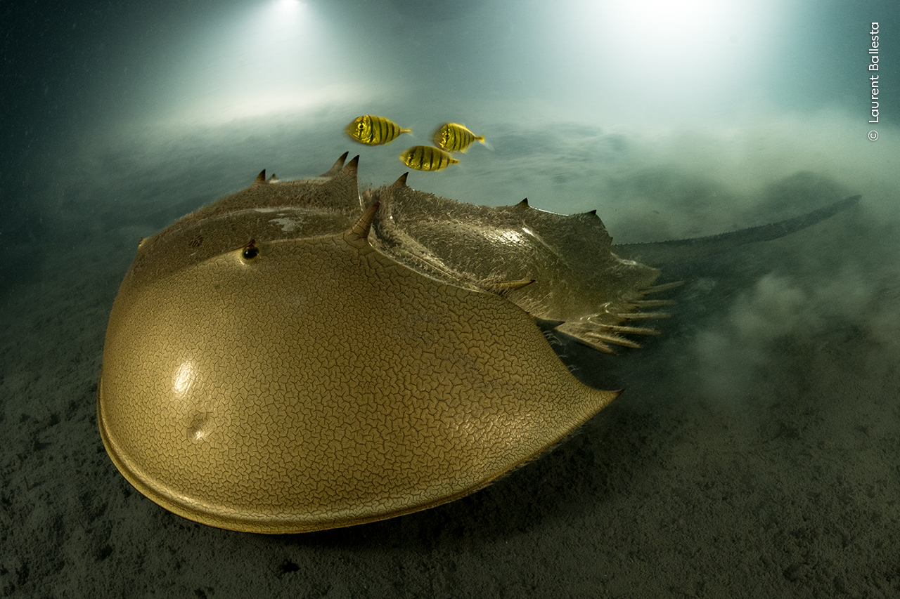 La natura protagonista al Wildlife Photographer of the Year