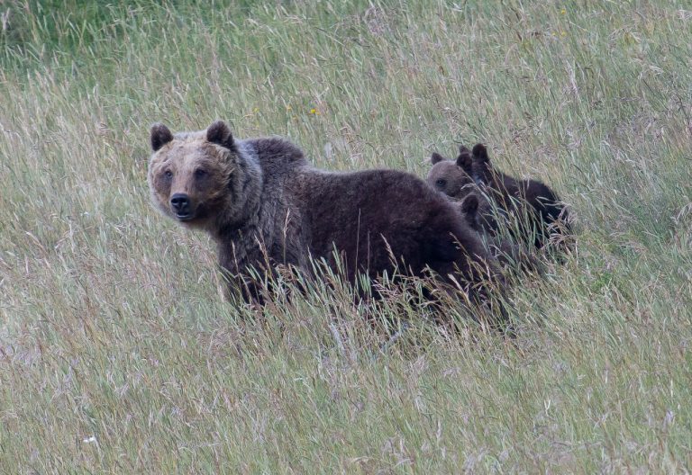 Amarena, uccisa l'orsa simbolo del Parco nazionale d'Abruzzo