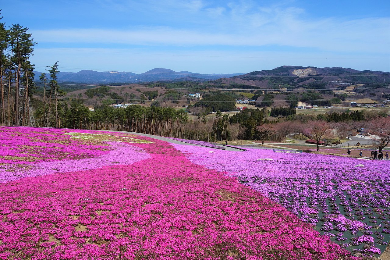 Il muschio da fiaba di Hokkaido, il Giappone che si tinge di rosa