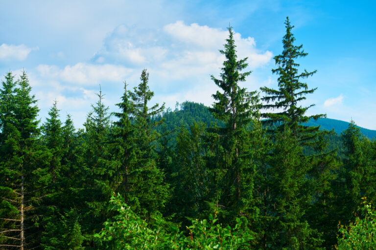 Carbonio irrecuperabile nelle montagne: in aiuto l’agroforestazione