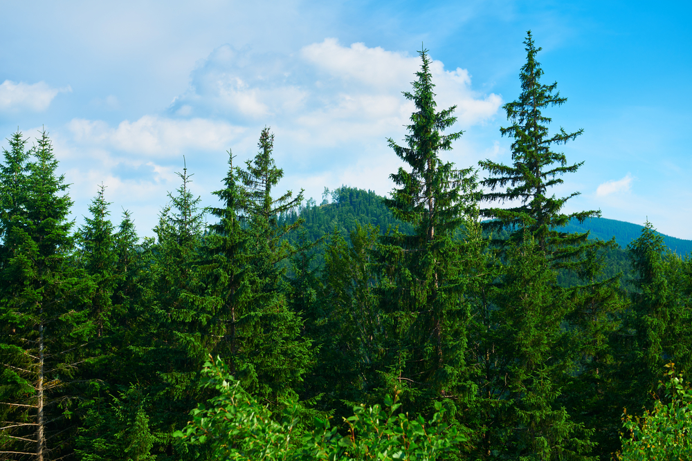 Carbonio irrecuperabile nelle montagne: in aiuto l’agroforestazione