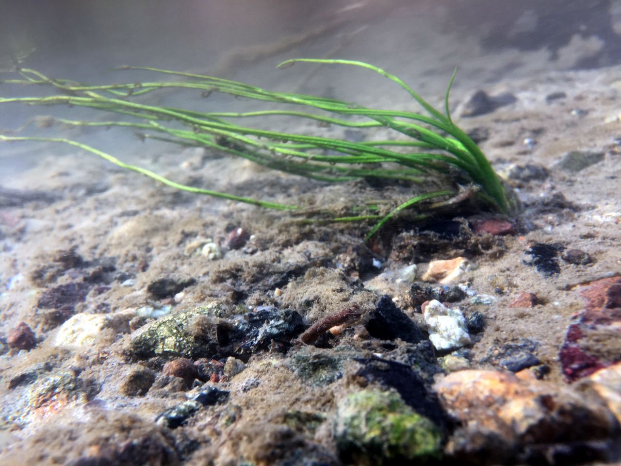 La felce acquatica Calamaria di malinverni, a rischio estinzione, torna a casa