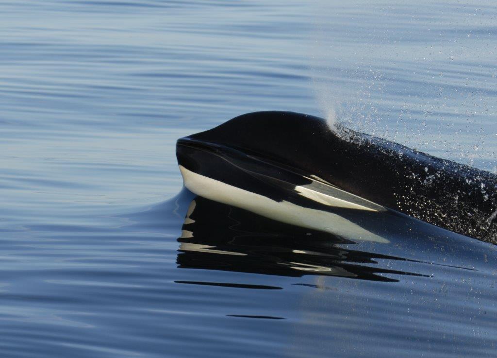 Giornata mondiale delle Balene: scopriamola alle Canarie