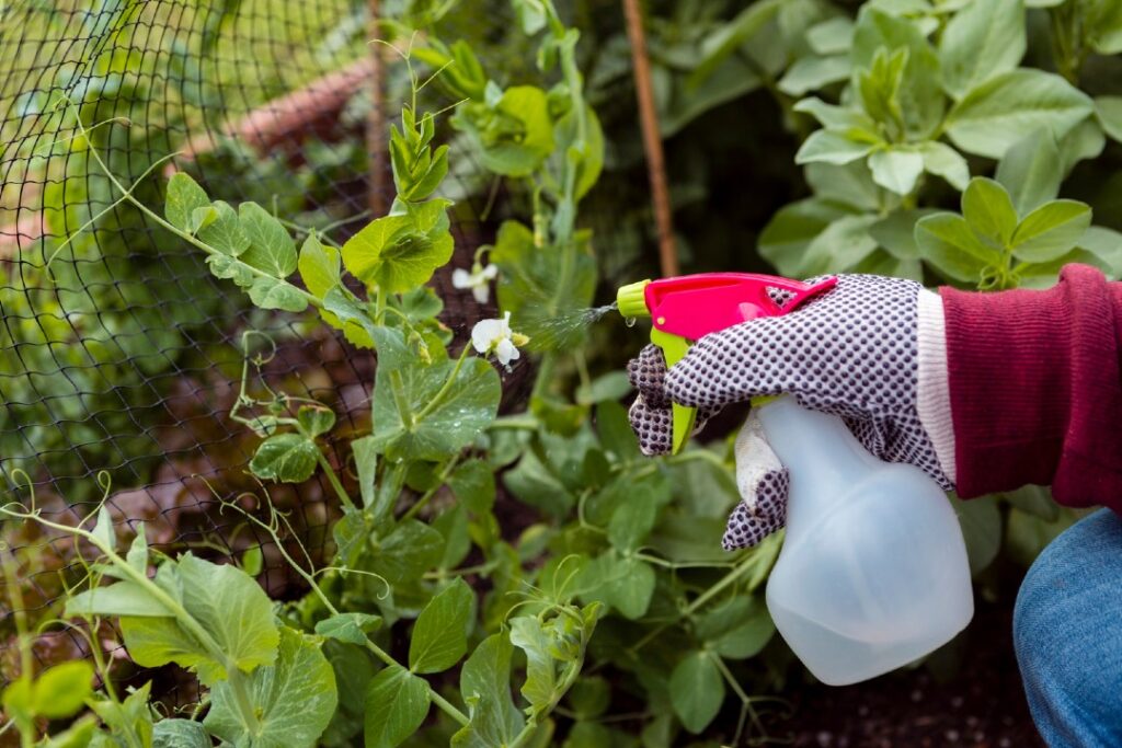 Fungicida biologici per piante: quali sono e come usarli