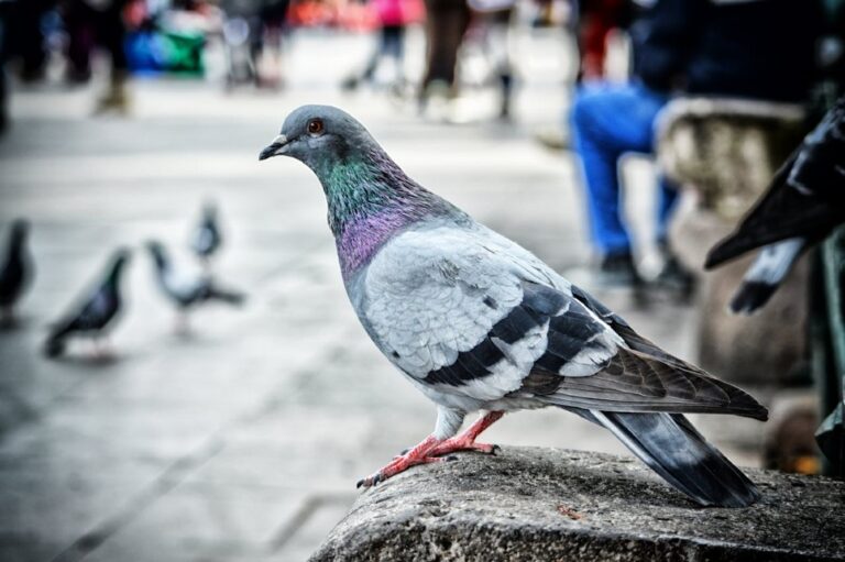 Infestazione di piccioni: quali sono gli effetti collaterali sulla salute e sull’ambiente