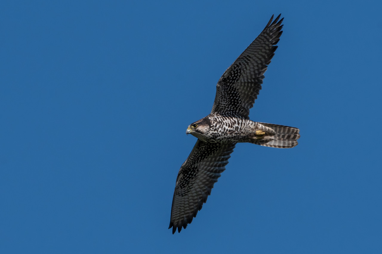 Life Lanner: deposte 4 uova da una coppia di rarissimi falchi lanari