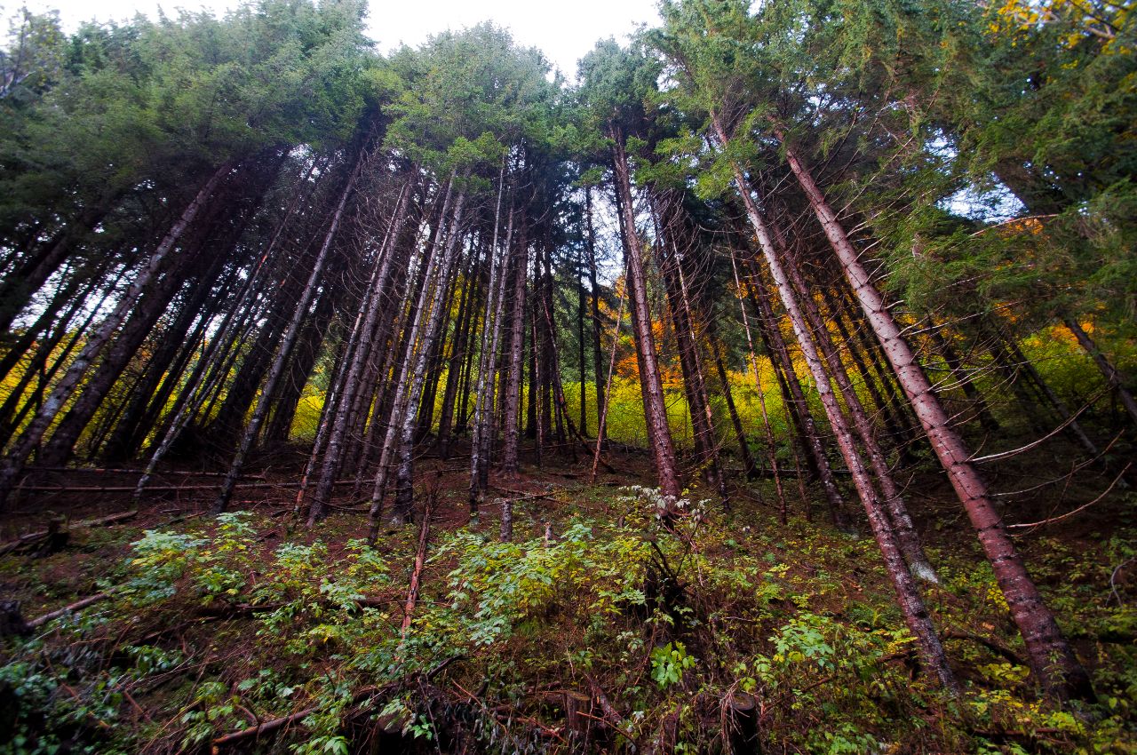 Rapporto PEFC 2024, crescono in Italia le foreste gestite in modo sostenibile
