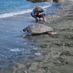 Rita, Noemi e Kevin, 3 tartarughe Caretta Caretta liberate nel mare di Punta Campanella