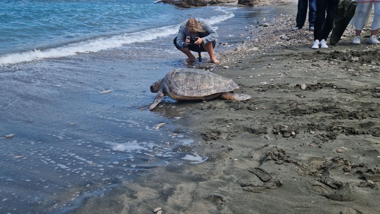 Rita, Noemi e Kevin, 3 tartarughe Caretta Caretta liberate nel mare di Punta Campanella