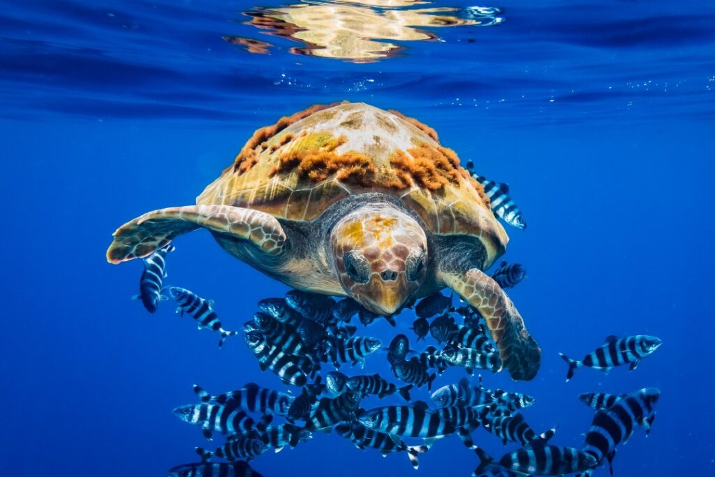 Giornata Mondiale della Biodiversità, da LIFE due concorsi fotografici a difesa del mare
