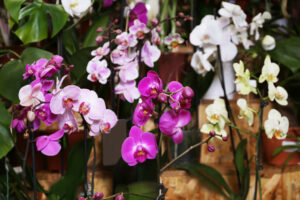 Ortidea 2024, torna all’Orto Botanico di Roma orchidee in mostra