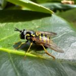 Biodiversità Nascosta, il progetto del Polo Museale Sapienza