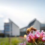 Api sentinelle dell’ambiente, al via il progetto ACT4BEES