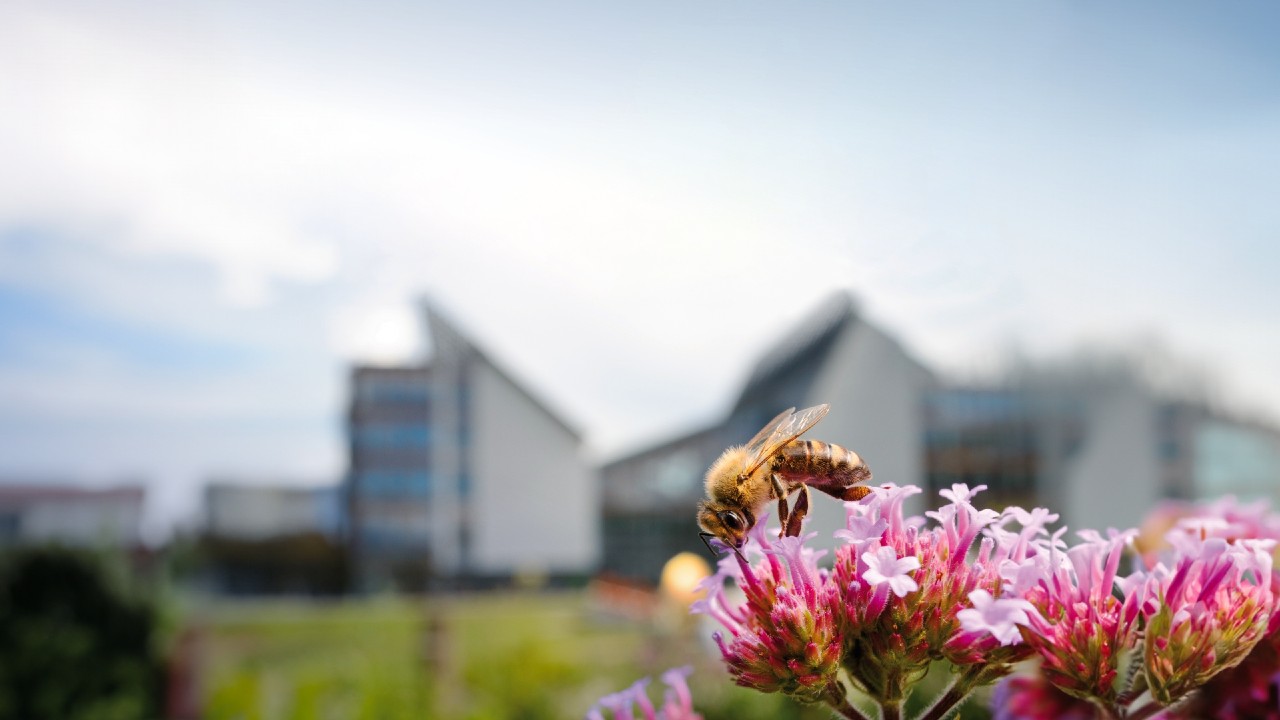 Api sentinelle dell’ambiente, al via il progetto ACT4BEES