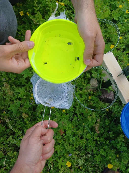 Api sentinelle dell’ambiente, al via il progetto ACT4BEES