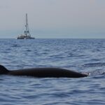 LIFE Conceptu Maris, zone cruciali per la fauna marina nel Mediterraneo