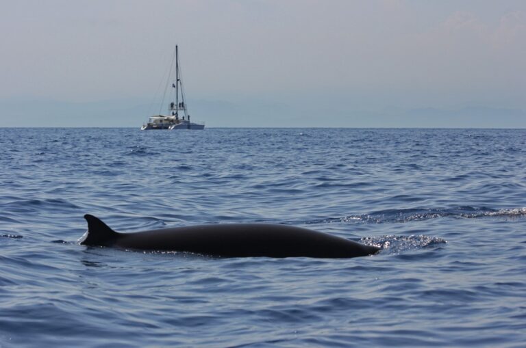 LIFE Conceptu Maris, zone cruciali per la fauna marina nel Mediterraneo