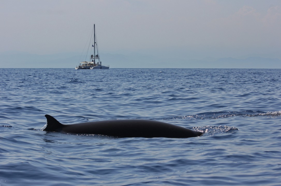 LIFE Conceptu Maris, zone cruciali per la fauna marina nel Mediterraneo