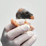 Bioparco di Roma, la straordinaria nascita di un raro avvoltoio Papa