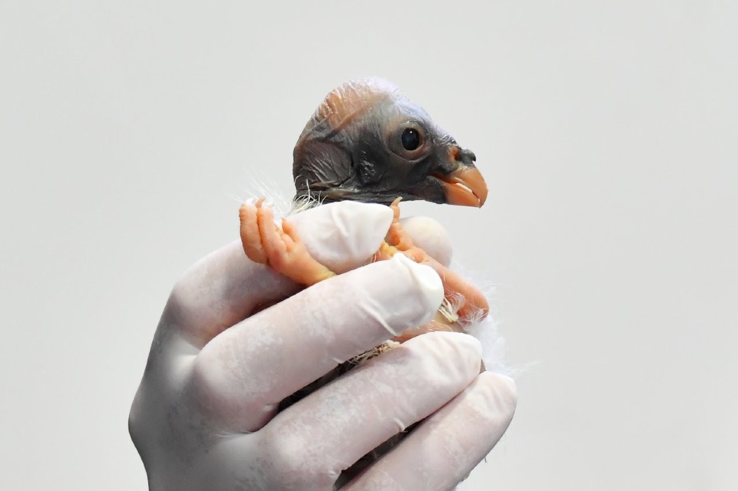 Bioparco di Roma, la straordinaria nascita di un raro avvoltoio Papa