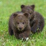 Cuccioli di orso morti a Scanno: chi doveva vigilare l’invaso?