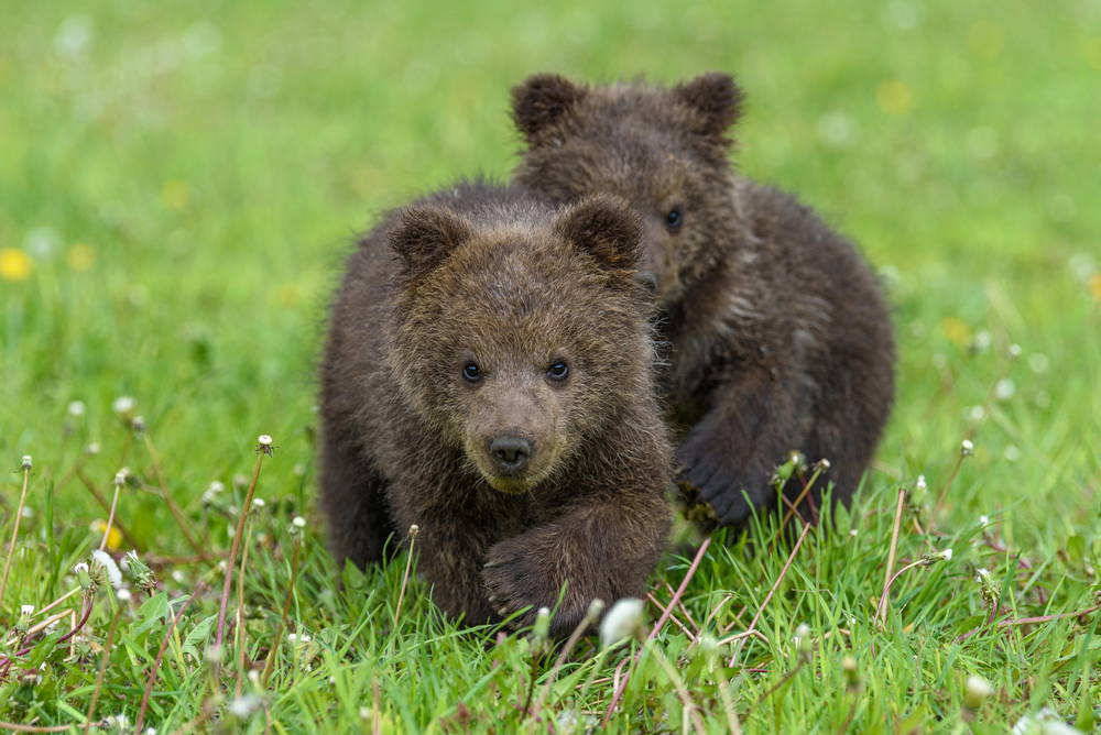Cuccioli di orso morti a Scanno: chi doveva vigilare l'invaso?