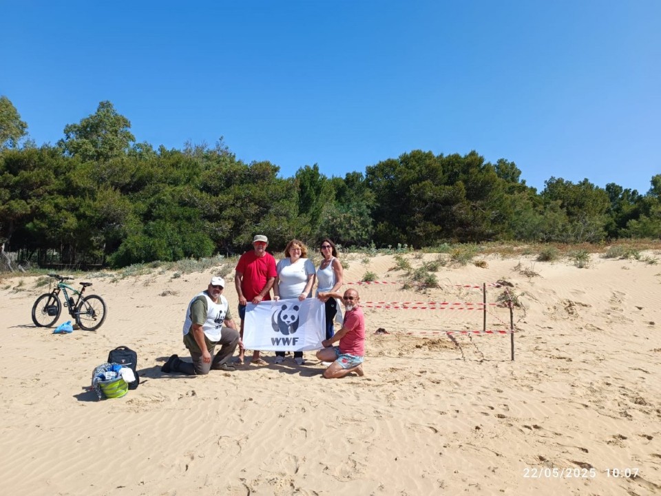 Giornata Mondiale delle Tartarughe, il primo nido di tartarughe marine della stagione in Sicilia