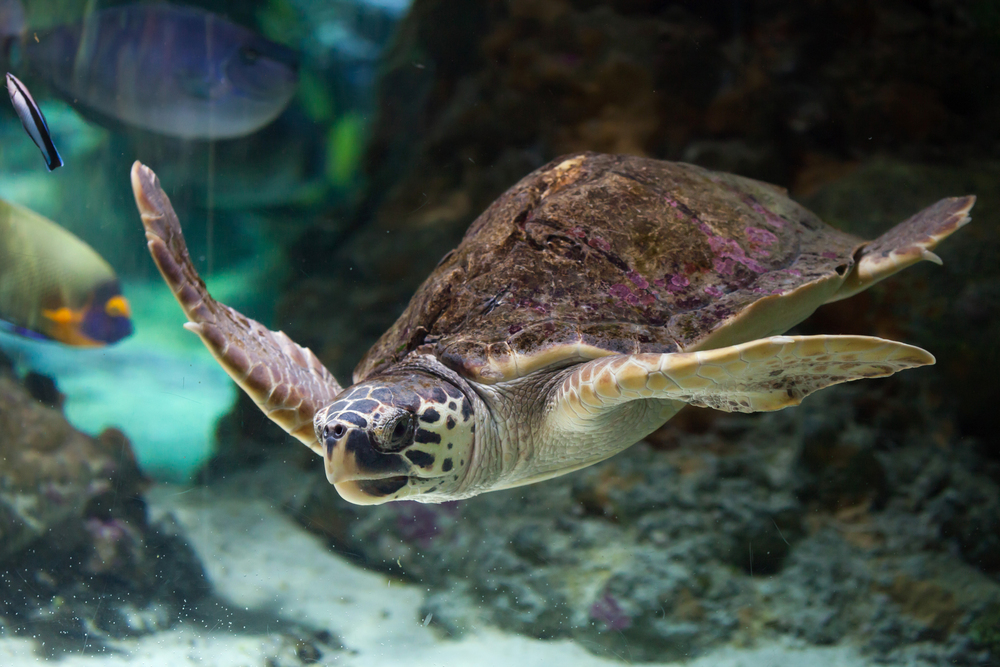 Giornata Mondiale delle Tartarughe, il primo nido di tartarughe marine della stagione in Sicilia