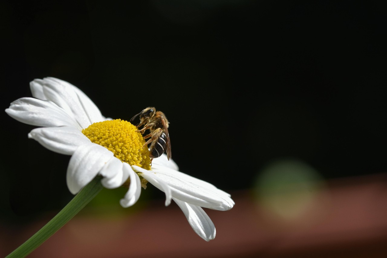 Fai presenta le camminate nella biodiversità