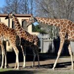 Sua Altezza la Giraffa, protagonista al Bioparco di Roma    