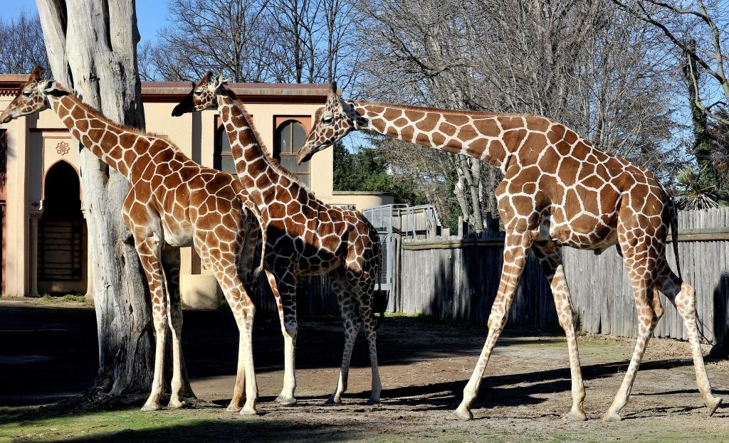 Sua Altezza la Giraffa, protagonista al Bioparco di Roma