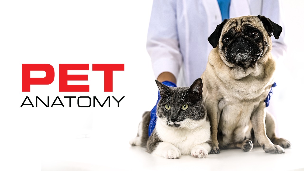 Pet Anatomy in arrivo su RaiPlay il docufilm sul rapporto tra uomo e animale