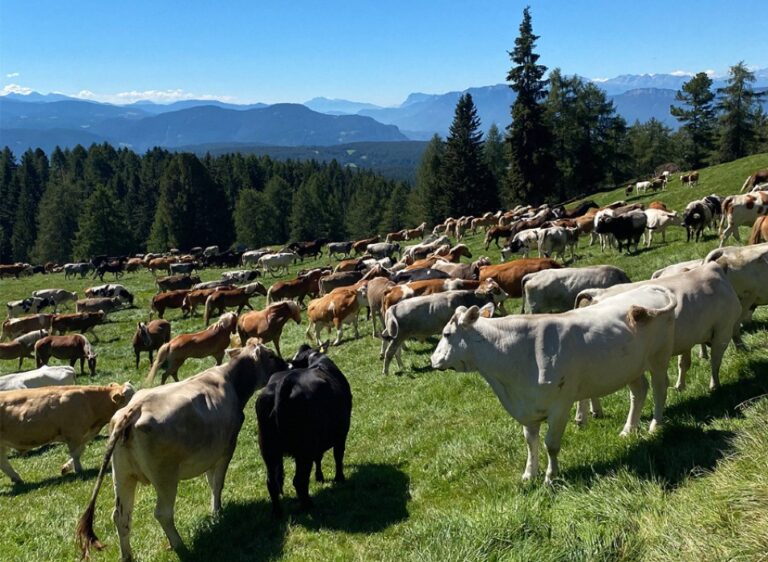 Barthlmastag, festa d’alpeggio per scoprire il mondo del latte e fomaggi in Alto Adige