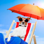 Emergenza caldo: come proteggere gli animali in estate
