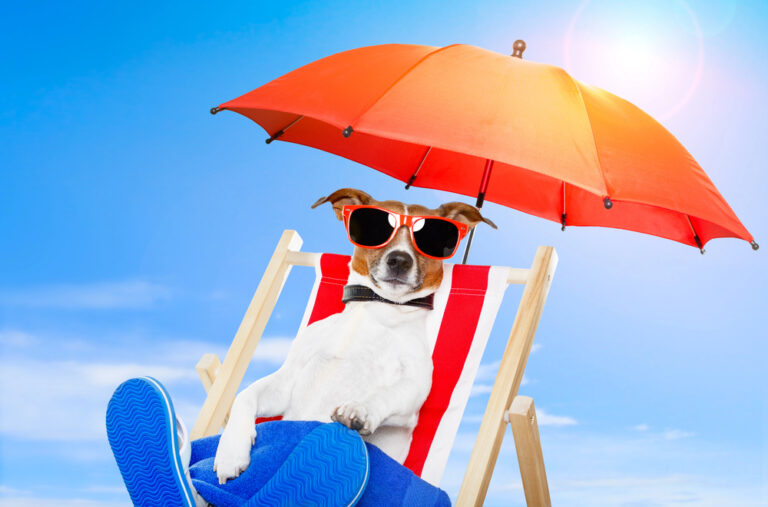 Emergenza caldo: come proteggere gli animali in estate