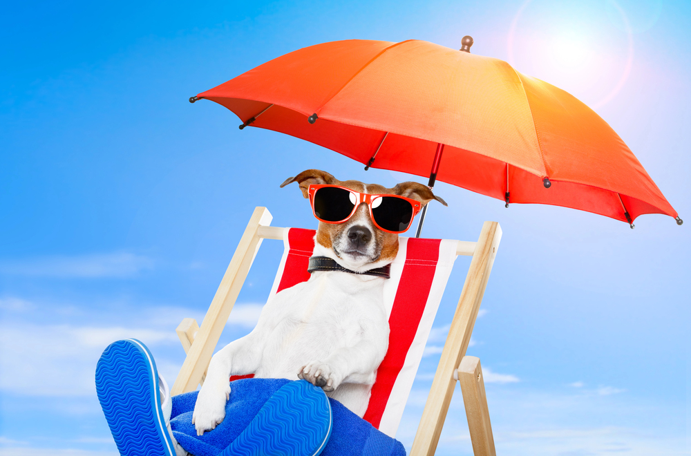 Emergenza caldo: come proteggere gli animali in estate