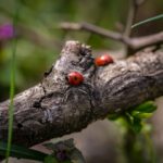 Tutela della biodiversità: 1400 scienziati firmano un appello alla Commissione Europea