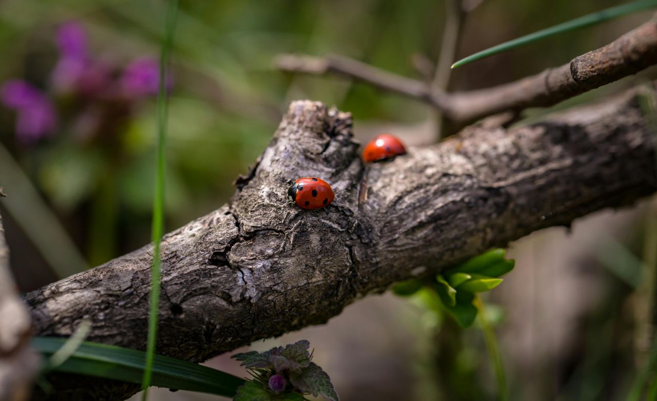 Tutela della biodiversità: 1400 scienziati firmano un appello alla Commissione Europea