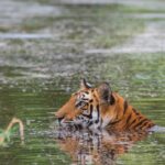 Giornata mondiale della tigre, lunga vita alla regina
