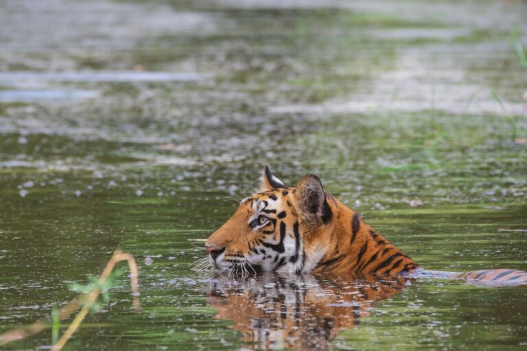 Giornata mondiale della tigre, lunga vita alla regina