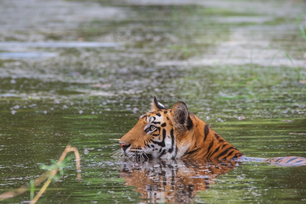 Giornata mondiale della tigre, lunga vita alla regina