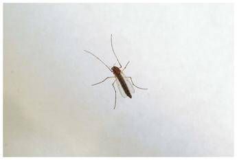 West Nile, saliti a 9 i morti in Italia: “Picco dei casi dopo Ferragosto”