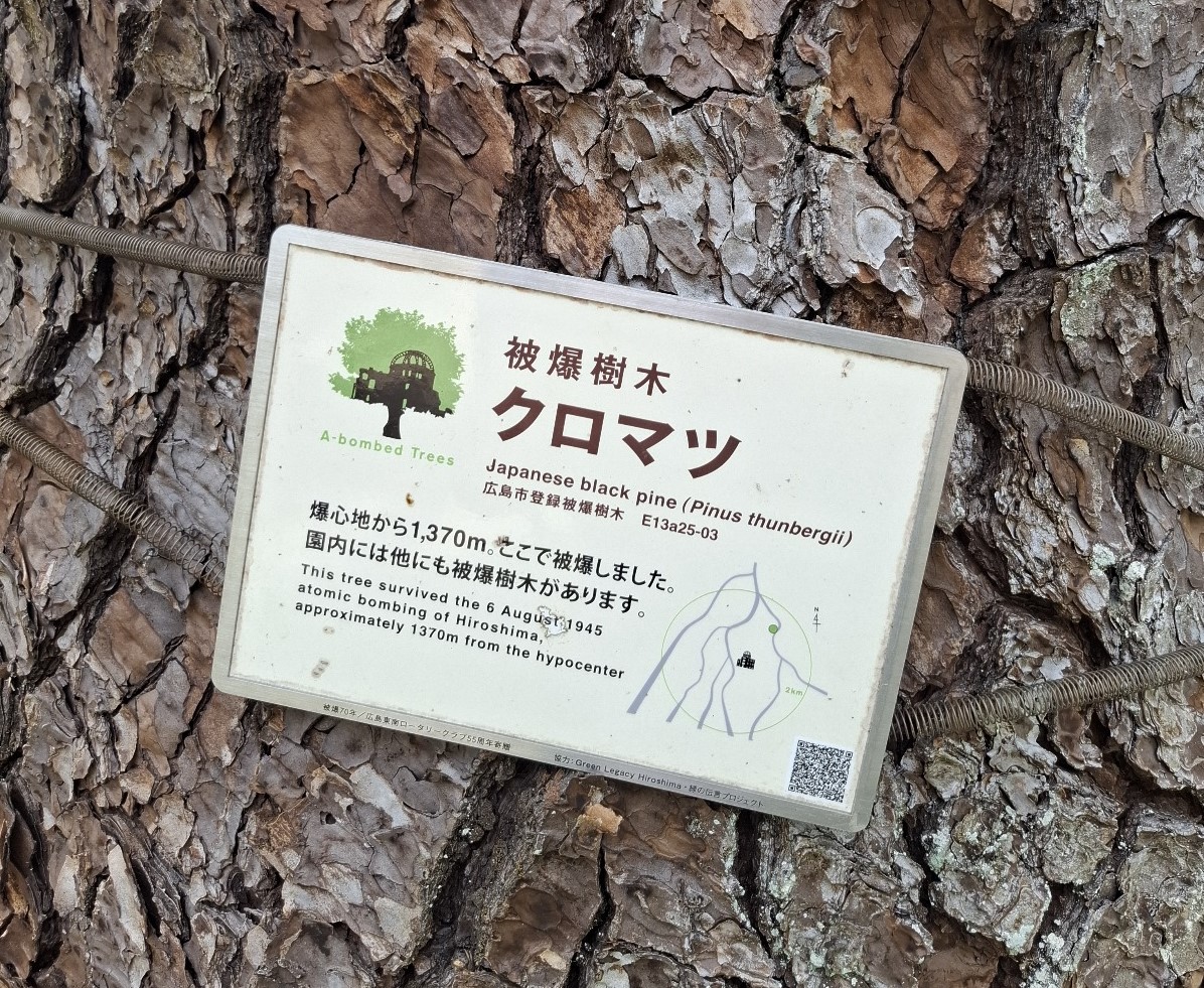 A 80 anni da Hiroshima, PEFC coltiva memoria e speranza con gli Hibakujumoku, gli alberi della pace