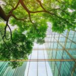 Alberi, aumento del 5% in più in città meno mortalità premature all’anno