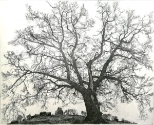 Federica Galli, la Signora degli Alberi, in mostra a Milano