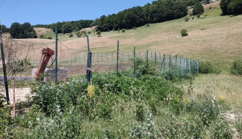 Sette orsi morti in dodici anni: dopo l'annegamento dei cuccioli di Scanno ancora allarme sicurezza