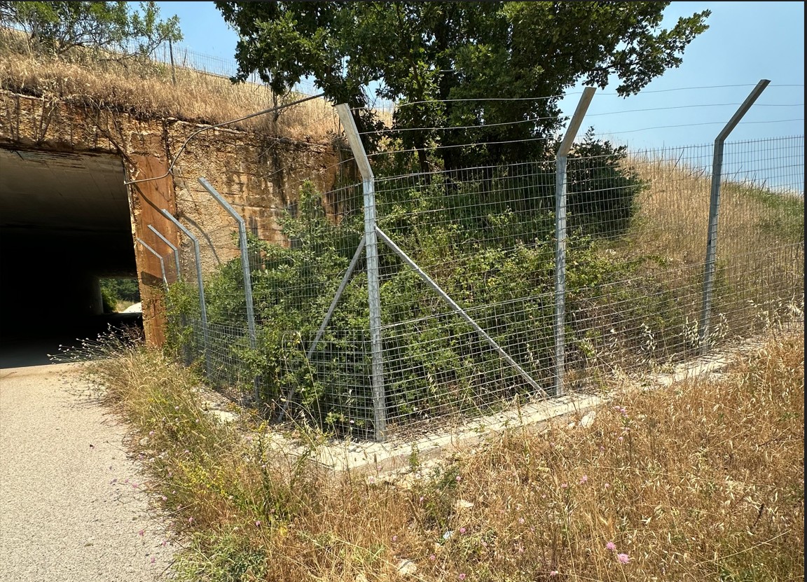 Sette orsi morti in dodici anni: dopo l'annegamento dei cuccioli di Scanno ancora allarme sicurezza