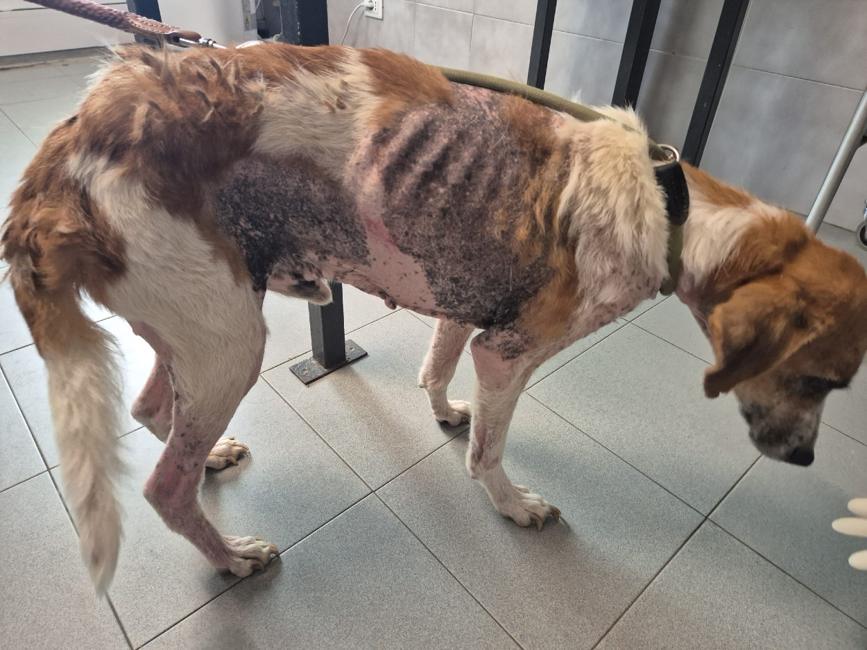 Giornata degli Animali Enpa: il 4 e 5 ottobre volontari in 100 piazze italiane