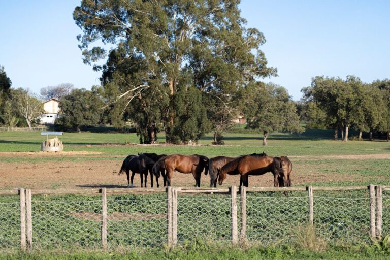 La Tenuta Presidenziale di Castelporziano ottiene la certificazione FSC