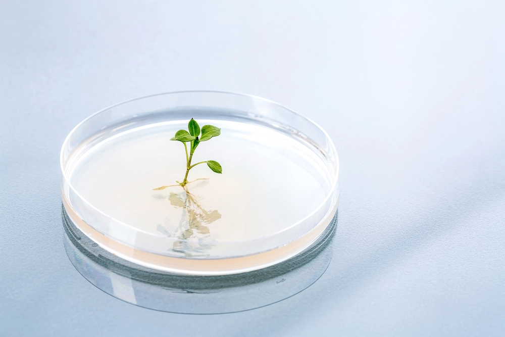 Idrogel biodegradabile, per crescere piante a impatto zero